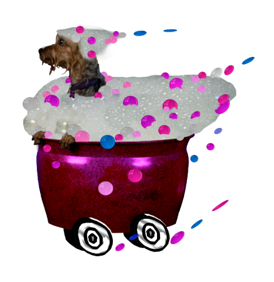 Dog and Suds Pet Spa